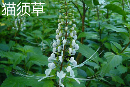猫爪须和猫爪草的区别
