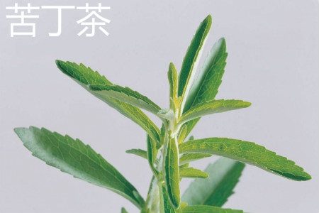 毛冬青苦甘叶的作用