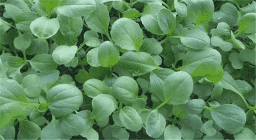 冬天要种点什么菜呢?