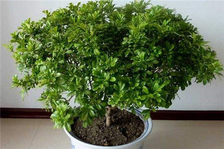 米兰叶子变黄是怎么回事