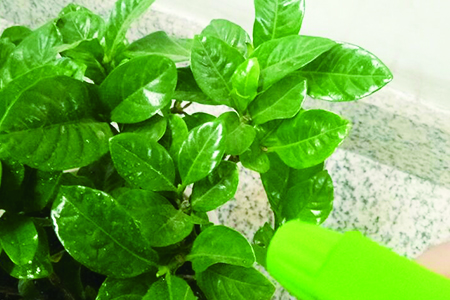栀子花适合什么温度养