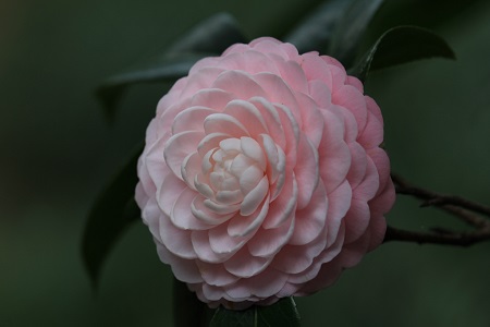 茶花叶子发黑干枯落叶是什么原因?