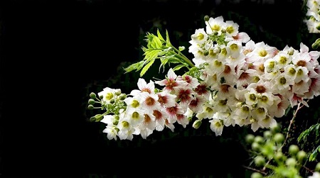 文冠果什么时候开花