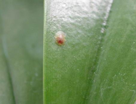 虎皮兰生虫了怎么办常见的虫害防治用什么药