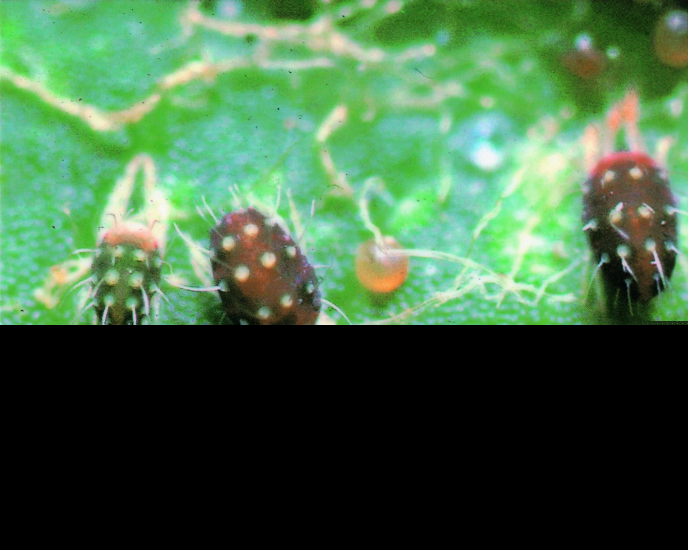 虎皮兰生虫了怎么办常见的虫害防治用什么药