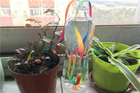 用油桶养花图片欣赏
