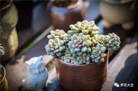 100种常见多肉名称