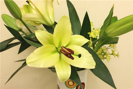 香水百合怎么种植方法香水百合秋季可以种植吗