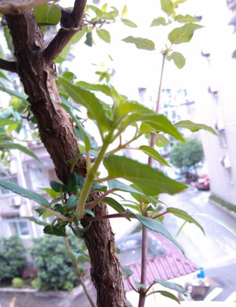 倒挂金钟为什么不能养家里