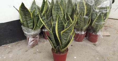 金边虎皮兰花有毒吗