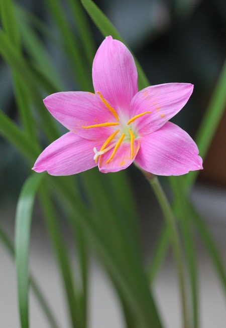韭菜莲冬季如何过冬