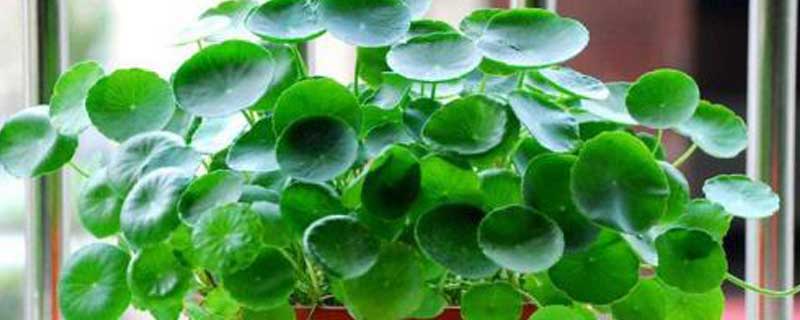 铜钱草一根怎样水培(铜钱草一根怎样水培种植)