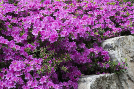 杜鹃花小苗