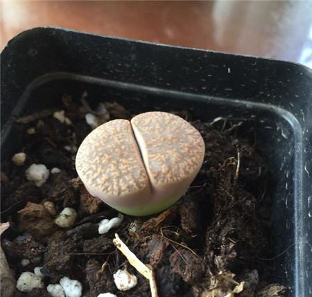 生石花种植土怎么配