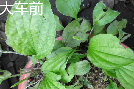 平车前和大车前药效哪个好