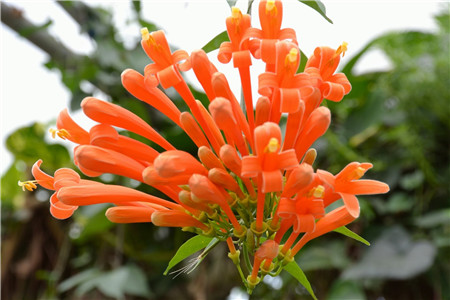 炮仗花怎么插杆