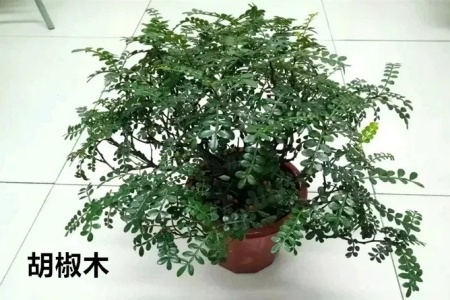 胡椒木和清香木一样吗