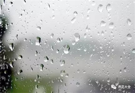 浇点水就能活的花
