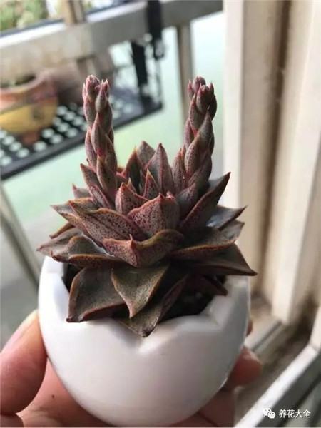 多肉10000种图鉴 品种