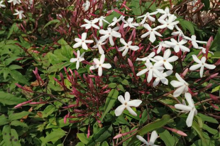 素馨花好养吗