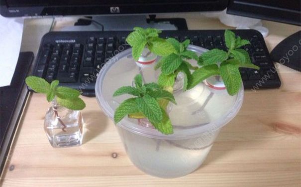 薄荷水培和土培有什么区别