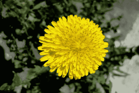 蒲公英代表什么季节