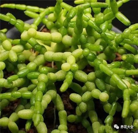 多肉10000种图鉴 品种