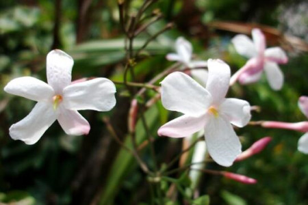 素馨花好养吗