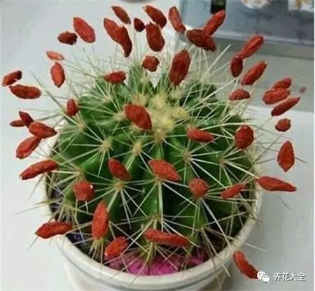 多肉10000种图鉴 品种
