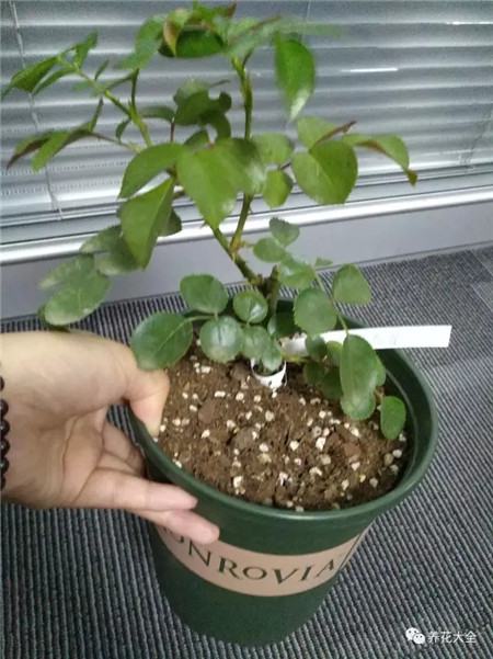 花儿需要浇水