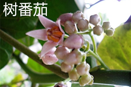 树番茄好吃吗