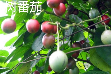 树番茄好吃吗