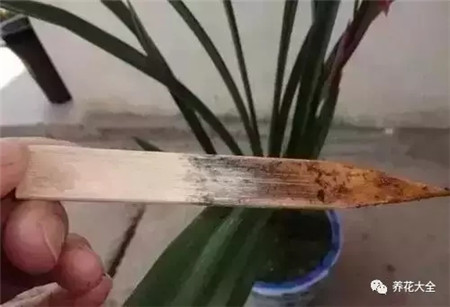 花儿需要浇水
