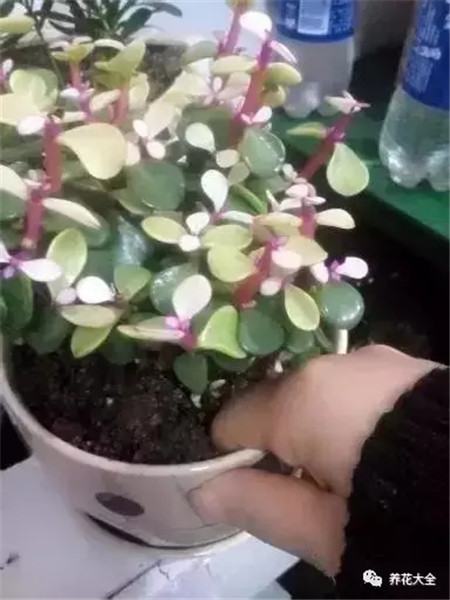 花儿需要浇水