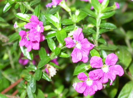紫雪茄花花语