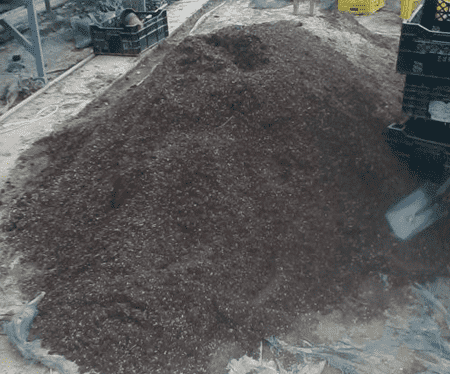 郁金香怎么种植水培