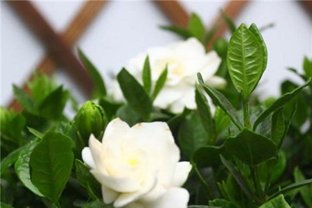 怎样让栀子花的叶子茂盛