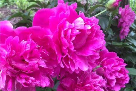 芍药如何养盆栽芍药的养殖方法视频