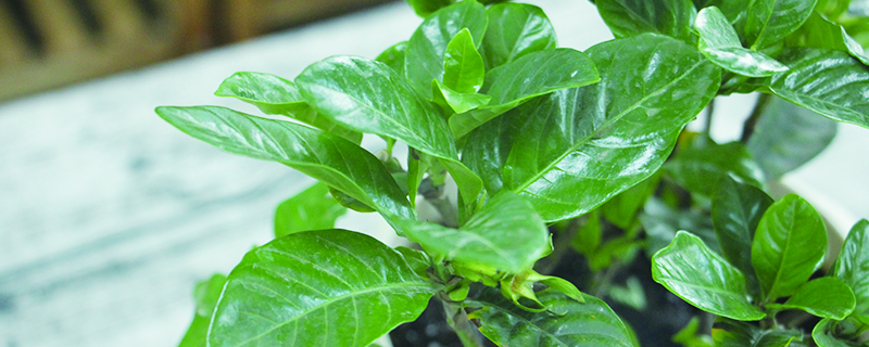 栀子花掉叶子怎么回事(栀子花开花掉叶子)