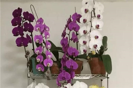 蝴蝶兰开完花后怎么养来年开花