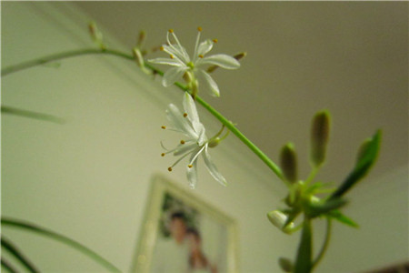 吊兰都开花吗图片