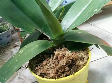 过年蝴蝶兰花怎么养