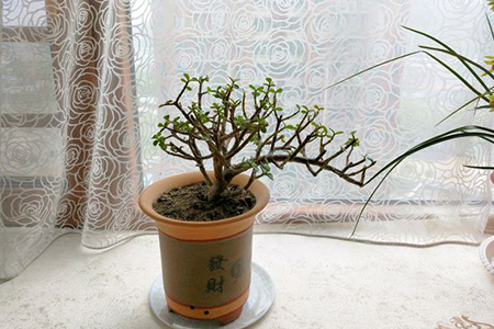 杜鹃花开完花之后怎么修剪