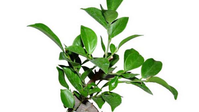 榕树盆景病虫害防治方法(榕树盆景的病虫防治)