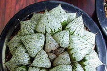 白银寿图谱