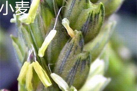莜麦和燕麦的区别