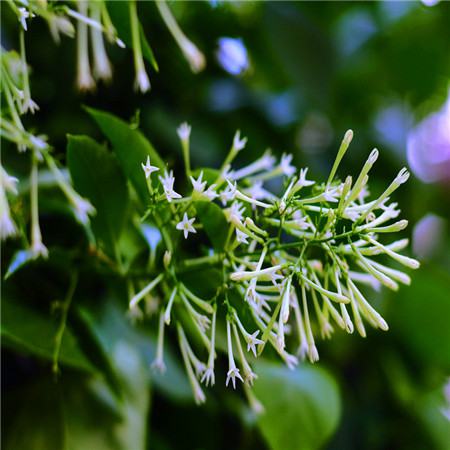夜来香花的花语