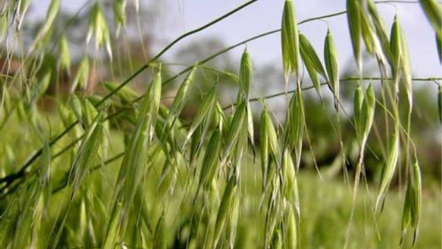 小麦和燕麦的区别(莜麦和燕麦的区别)