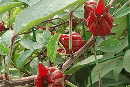 洛神花是什么树的花