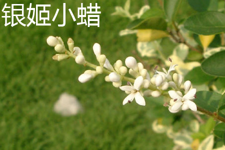 银姬小蜡球是常绿还是落叶